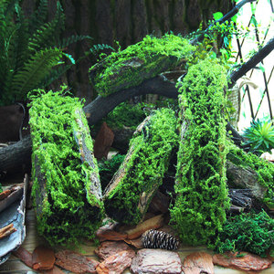 创意青苔树皮装饰摆件花器森系造景布景热带雨林场景搭配拍照道具