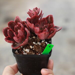 紫焰 沙维红 多肉老桩 2021年5月一物一拍 血斑红 阳台绿植 盆景