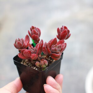 焰芒 控养多肉 木质老桩  2021年4月一物一拍 超萌新款盆栽 包邮