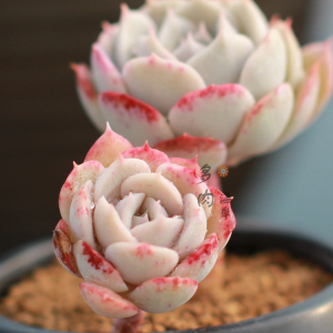 蓝巴黎 雪域 多肉老桩 2021年6月 一物一拍 美观好养 状态 不含盆