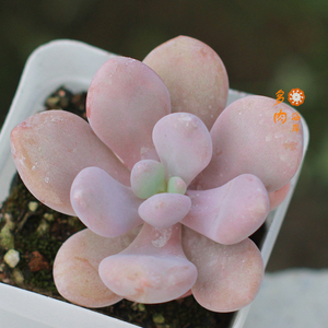 粉色 雪桃粉兔 中小型多肉植物【多肉海岸】 满50包邮