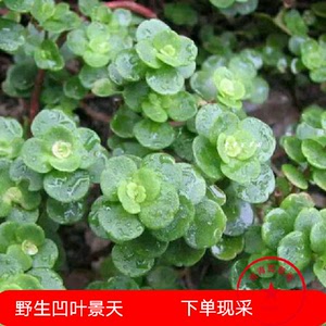 中药材凹叶景天多肉食用石板菜九月寒巴渝马牙半枝莲新鲜一斤散装