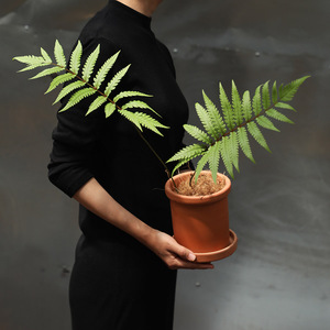 蕨类植物森系盆景室内办公桌客厅茶室绿植净化空气盆栽四季常绿