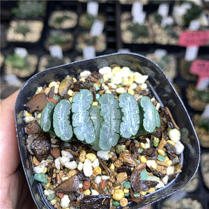 薄雪玉扇福屋崇多肉植物十二卷室内办公桌绿植盆栽防辐射微景观