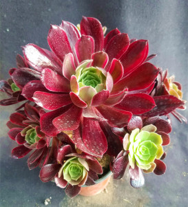 【赤霞飞一物一拍】赤霞飞法师多肉植物单头或群生或老桩法师