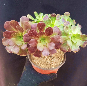 【欧紫一物一拍】欧版紫羊绒多肉植物单头或群生或老桩景天法师