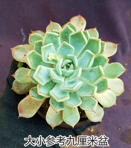 【定规座一物一拍】多肉植物景天单头或群生或老桩星座多肉