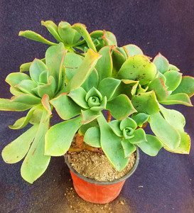 宗港小学淘宝镜狮子 法师 aeonium nobile 多肉植物 老桩0人付款10.