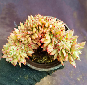 【拉霍亚缀化一物一拍】多肉植物单头或群生或老桩稀有品种缀化