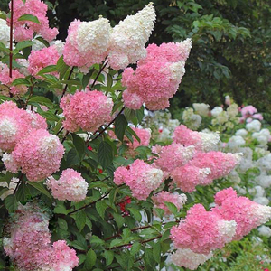 圆锥绣球冰淇淋香草草莓石灰灯魔幻月光蜡烛耐寒耐热庭院地栽花苗