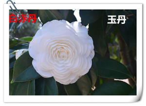 白五色赤丹茶花