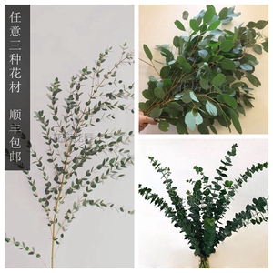 尤加利叶 进口桉树叶 云南昆明斗南鲜花 家用插花 年后发货