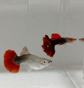 5030人付款淘宝孔雀凤尾鱼巴西褶扇红折扇胎生鱼易繁殖灯科鱼混养活体