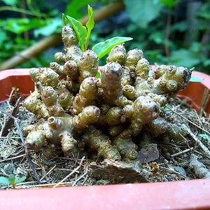 藤三七盆栽大块根盆景苗室内绿植家养川七多年老块根办公室盆栽