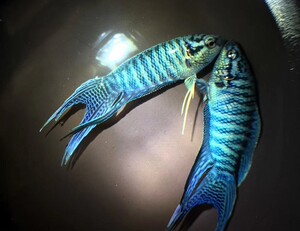 改良新品种 蓝蛇叉尾 中国斗鱼活体