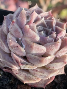 【紫月影多肉】紫月影多肉品牌,价格 - 阿里巴巴