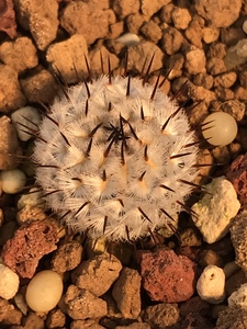 直刺佩雷仙人球