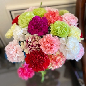 康乃馨鲜切花家用