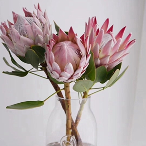 南非进口帝王花公主花皇后可做干花室内客厅桌花重庆同城速递包邮