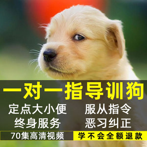 狗狗马犬-淘宝拼多多热销狗狗马犬货源拿货 - 阿里巴巴货源