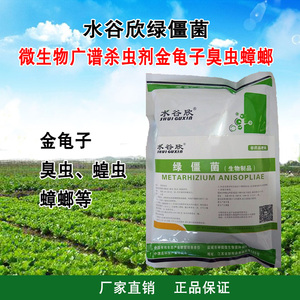 水谷欣 金龟子绿僵菌黑僵菌蟑螂 微生物杀虫剂菌剂 地上地下通用