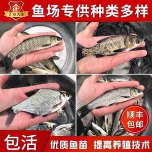 螺蛳青草鱼花鲢白鲢鳊鱼黄颡鱼鲫鱼家鱼苗淡水食用养殖活体包邮