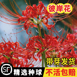 彼岸花种球曼珠沙华花种子多年生盆栽室内外红花换锦石蒜花籽种孑