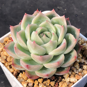 粉水晶 多肉植物 新品种 精品肉肉 带暗纹 羽之园艺 小贵货 多肉