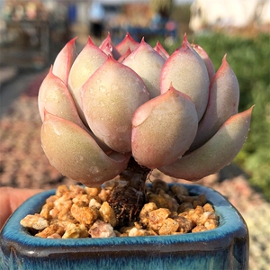 菲欧娜 大单头 老桩多肉植物 木质化杆子 羽之园艺 粉红色边月影