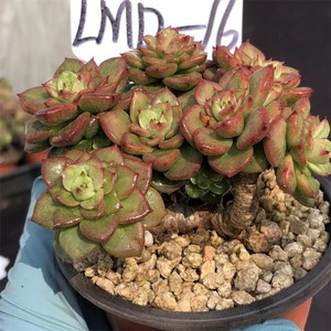 黄金蜡牡丹 一物一拍 多头群生老桩 木质化杆子 精品控养多肉植物