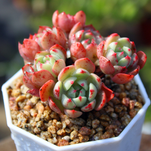 娜娜小勾 多肉植物多头群生老桩含盆带土栽种好 精控养萌肉肉新品