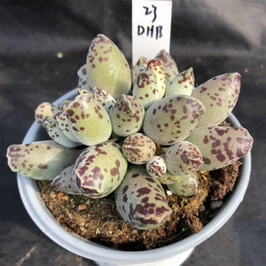 海豹 一物一拍 多头群生老桩 木质化杆子 精品控养 多肉植物