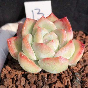 红袖 一物一拍 多头群生老桩 可爱萌肉肉 精品控养 多肉植物