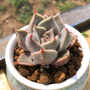 饺子皮杂交 多肉植物 单头 多肉盆栽肉肉花卉 羽之园艺 阳台肉肉