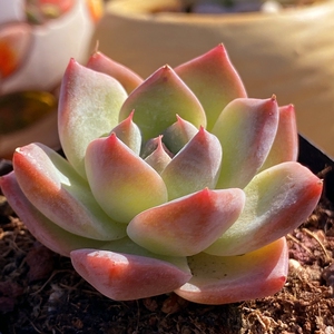 阿尔巴佳人 单头 多肉植物 羽之园艺 小萌物可爱阳台桌面花卉绿植