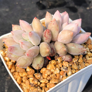 所罗门多肉老桩