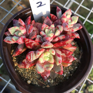 血燕 有血斑的多肉植物 一物一拍 回声 雪燕 可爱萌肉肉 稀有精品