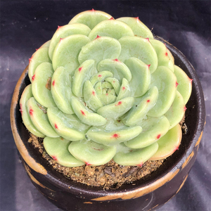 十里桃花 多肉植物 大单头 红色尖尖 新品稀有多肉植物 羽之园艺