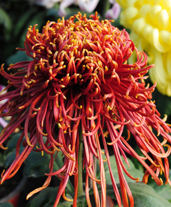 菊花苗菊园对版九月菊种苗晋州九华园彦周观赏菊a333 奇虹灵光