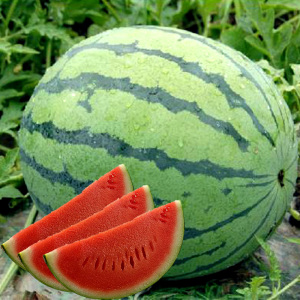 西瓜种籽2k种子孑子苗阳台四季盆栽拇指南方麒麟懒汉菜苗大全苗秧