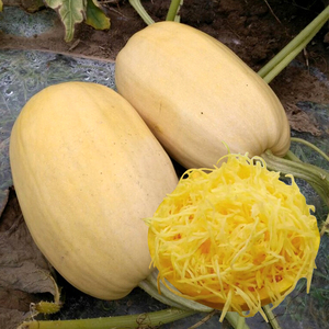 拍砸金丝搅瓜种子苗绞瓜种籽孑阳台蔬菜四季播高产抗病天然粉丝瓜