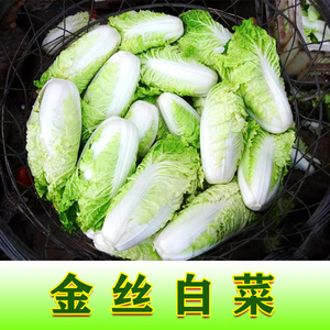 金丝白白菜快菜小白菜种子种籽四季阳台盆栽孑蔬菜仔春夏秋叶菜