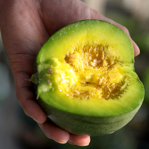 冰翡翠甜瓜种子苗超甜正品薄皮香瓜种籽孑春季四季蔬菜绿宝石秧苗