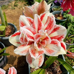 【朱顶红明亮妮芙】朱顶红明亮妮芙品牌,价格 - 阿里巴巴