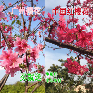 160.20何芷莹66淘宝三角梅绿樱大树苗1.2米1.5米变色粉樱花耐热寒