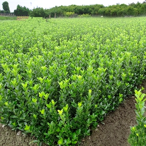 冬青树苗植物庭院四季常青围墙围栏小区绿化苗耐寒包邮zky