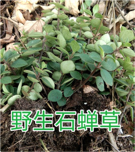 石蝉草火伤叶散血胆豆瓣七盆栽种植苗
