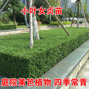 小叶女贞篱笆苗庭院别墅围墙树苗植物小区绿化苗木风景树四季常青