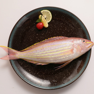 福建海捕金线鱼新鲜冷冻深海鲜水产金丝红三红杉鱼无刺鱼3斤包邮