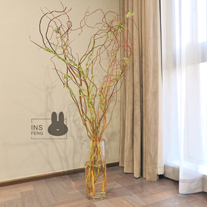 insfeng荷兰进口金龙柳大型水培植物室内枝条鲜切龙柳水养绿植